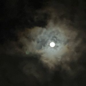 Meet your Posher, Lizzie